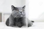 British Shorthair - Price, Personality, Lifespan