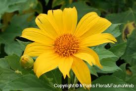 Image result for Tithonia diversifolia