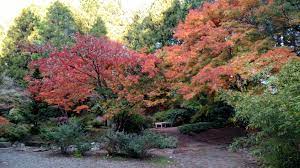 Fall Color At The Yashiro Japanese Garden Olympia Washington Japanese Garden Garden Design Garden
