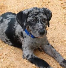 All Black Catahoula Leopard Dog Pretty Coloring Catahoula Leopard Dog Leopard Dog Louisiana Catahoula Leopard Dog