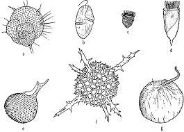 Radiolarian - An Overview | Sciencedirect Topics
