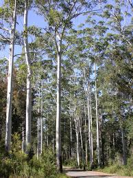 Image result for Eucalyptus grandis