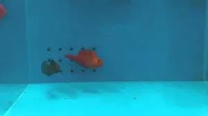 Tropicalmarinecentre Livestock Supplies Marine Tropical