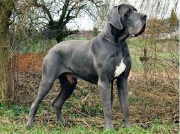 Deense Dog Mannetje Een Pracht Van Een Hond Zacht Karakter Slim Lief En Vriend Voor Het Leven Great Dane Dogs Dane Dog Dog Life