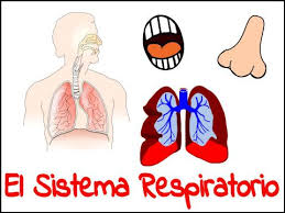 Resultado de imagen de aparato respiratorio para niÃ±os
