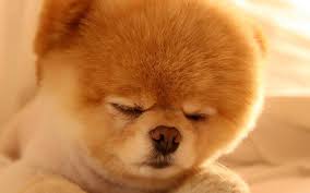 Lustige bilder mit text lustige hund bilder lustige tierfotos unnützes wissen lustig lustig humor epic fail bilder katzen beschäftigen kinder humor haushund. Kleine Susse Hunde Little Cuties Photos Facebook