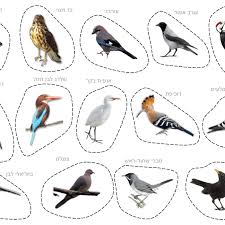 Match The Birds With Their Nests Educational Printable For Learning About Birds In Hebrew Including The Montessori Style Of Learning Parts O Bird Photo Educational Printables Picture Cards