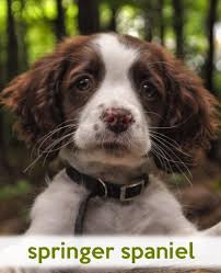 And very often pet parents choose to walk with them on a leash. Springer Spaniel A Gift Journal For People Who Love Dogs Springer Spaniel Puppy Edition So Cute Puppies Volume 21 Todayspetpublishing Baldwin M L 9781494890278 Amazon Com Books