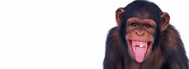 How To Be A Monkey