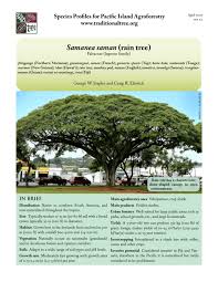 Image result for Samanea saman