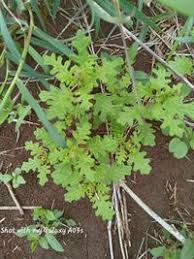 Image result for Dysphania schraderiana