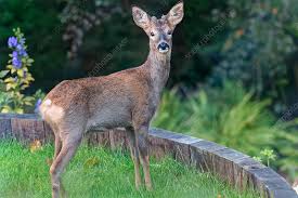 Image result for roe deer