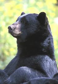 The further west you go, the more likely it is you could see brown. Black Bear Ohio Department Of Natural Resources