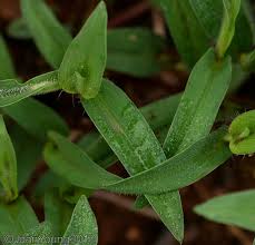 Image result for Commelina africana