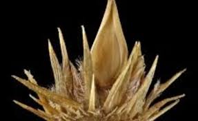 Image result for Cenchrus biflorus