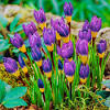 Once you spot these blooms, you'll know it's soon time to get back to work in your garden! 1