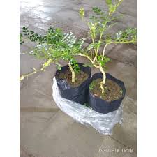 Bonsai pohon ileng ileng mangsian tua unik. Bibit Bonsai Kawista Shopee Indonesia