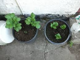 Benefits to growing potatoes in containers. Growing Potatoes In Buckets 4 Steps With Pictures Instructables