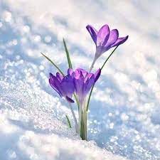Crocus Fleur Hiver Fleurs Printemps Fleurs De Montagne