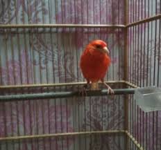 Merupakan jenis burung petarung dan penyanyi tidak semua burung kenari yang dipelihara dapat mengeluarkan suara yang gacor, selain dari perawatan yang tepat, memilih kenari yang berkualitas. Ciri Burung Kenari Merlok Merah Lokal Beserta Harganya