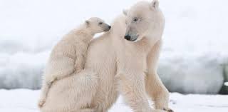 In 2004, director robert zemeckis took cinema audiences on a magical journey in the polar express. Penguins And Polar Bears Quiz Proprofs Quiz