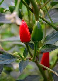 Check spelling or type a new query. Seed Freaks Chilli Sichuan Facing Heaven 20 Seeds Seedfreaks