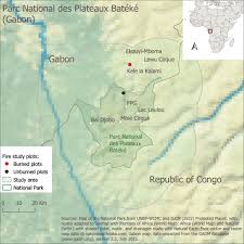 Image result for Dewevrella