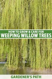 Image result for venturia saliciperda willow tree
