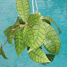Hoya Sp Kalimantan Srq Hoyas Hoya Plants Cool Plants Plant Pictures