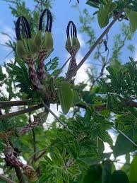 Image result for Ceropegia speciosa