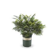 Most of the jacaranda trees in my childhood neighborhood were 30 feet tall. Monrovia 3 58 Gallon Blue Bonsai Blue Jacaranda Flowering Shrub In Pot In The Shrubs Department At Lowes Com