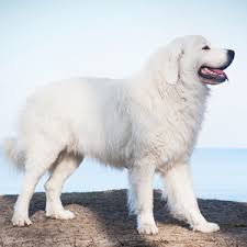 Polish lowland sheepdog information pon puppies for sale now or upcoming litter information articles on owning polish lowland sheepdogsappearance. Polish Tatra Sheepdog Facts Wisdom Panel Dog Breeds