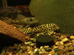 L333 Male Female Not Algae Eaters Fiber Eaters Aka Wood Fish Tank Aquarium Fish Wood