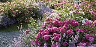 Good rose companions are those that hide their bare legs. Companion Planting With Roses