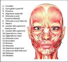 From orbicularis oris to maxilla and mandible; The Muscles Of The Face And Neck To Be Used Merely As Guidance For Download Scientific Diagram