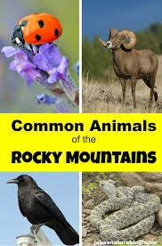 The Common Rocky Mountain Animals You Will See Jake S Nature Blog Rocky Mountains Animals Rocky