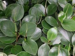 The rubber plant(ficus elastica) is a popular indoor house plant. Peperomia Obtusifolia Baby Rubber Plant World Of Succulents