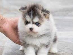 Pin On Teacup Dog Breeds