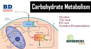 Basic Overview Of Carbohydrate Metabolism