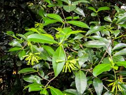 Image result for Peddiea