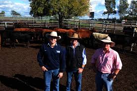 Dubbo cows with calves sell to $950