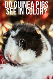 Pin On Guinea Pigs