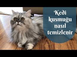 Disi Kedi Mi Erkek Kedi Mi Kedi Sahiplenmeden Once Mutlaka Izleyin Youtube
