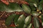 Image result for Anthonotha macrophylla