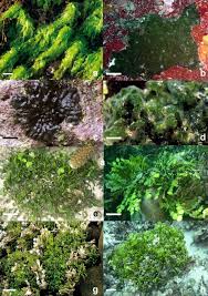 Image result for Heteromorpha sp. agg.