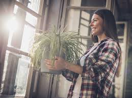 5 Easy Houseplants That Double As Self Care Reminders