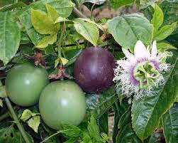 Image result for Passiflora edulis