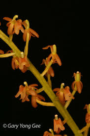 Image result for Liparis bowkeri