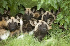 Wild Dogs Huddled Together In The Trees In The Okavango Delta Botswana Wild Dogs African Wild Dog African Animals