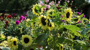 Flower seed packets rarely list estimated days to maturity, but most annual flowers need about 95 days from seed to flower. Ground Rules The Seeds To Sow Now For Summer Blooms Financial Times